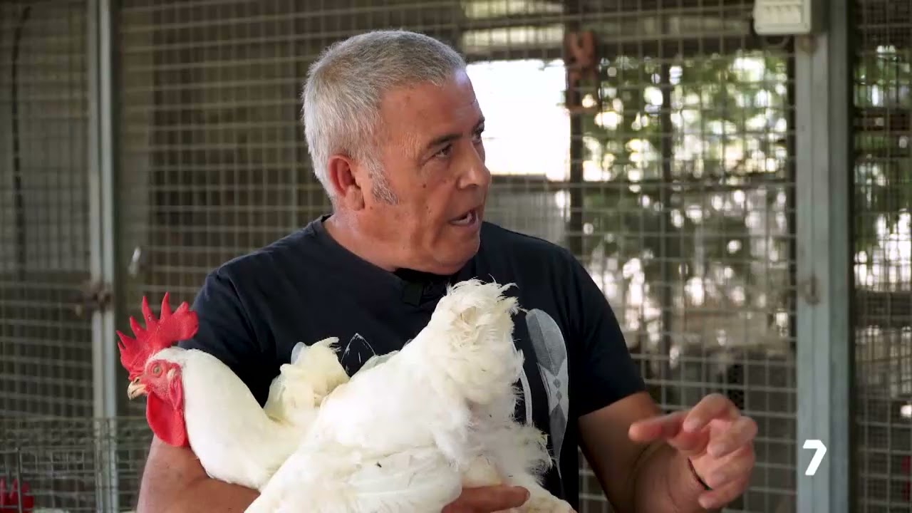 Entrevista a Diego Aroca, sobre los logros de los cruzamientos de Gallina Murciana con Pujante Plus.