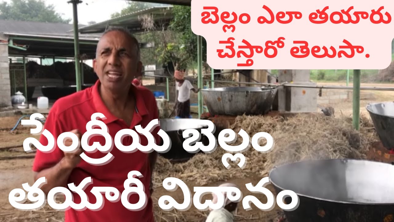 ఆర్గానిక్ బెల్లం ఎలా తయారు చేస్తారో తెలుసా? | Natural Bellam