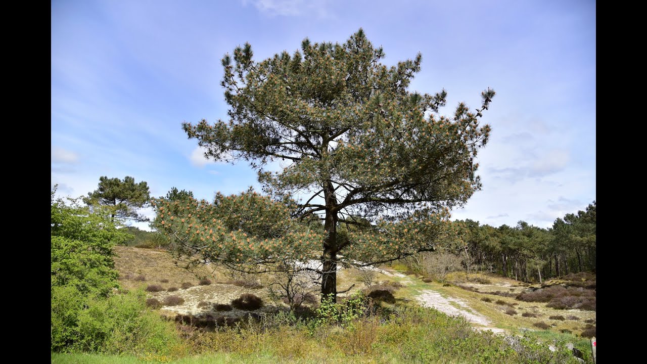WAARDEVOLLE GROVE DEN - Kruidengeheimen