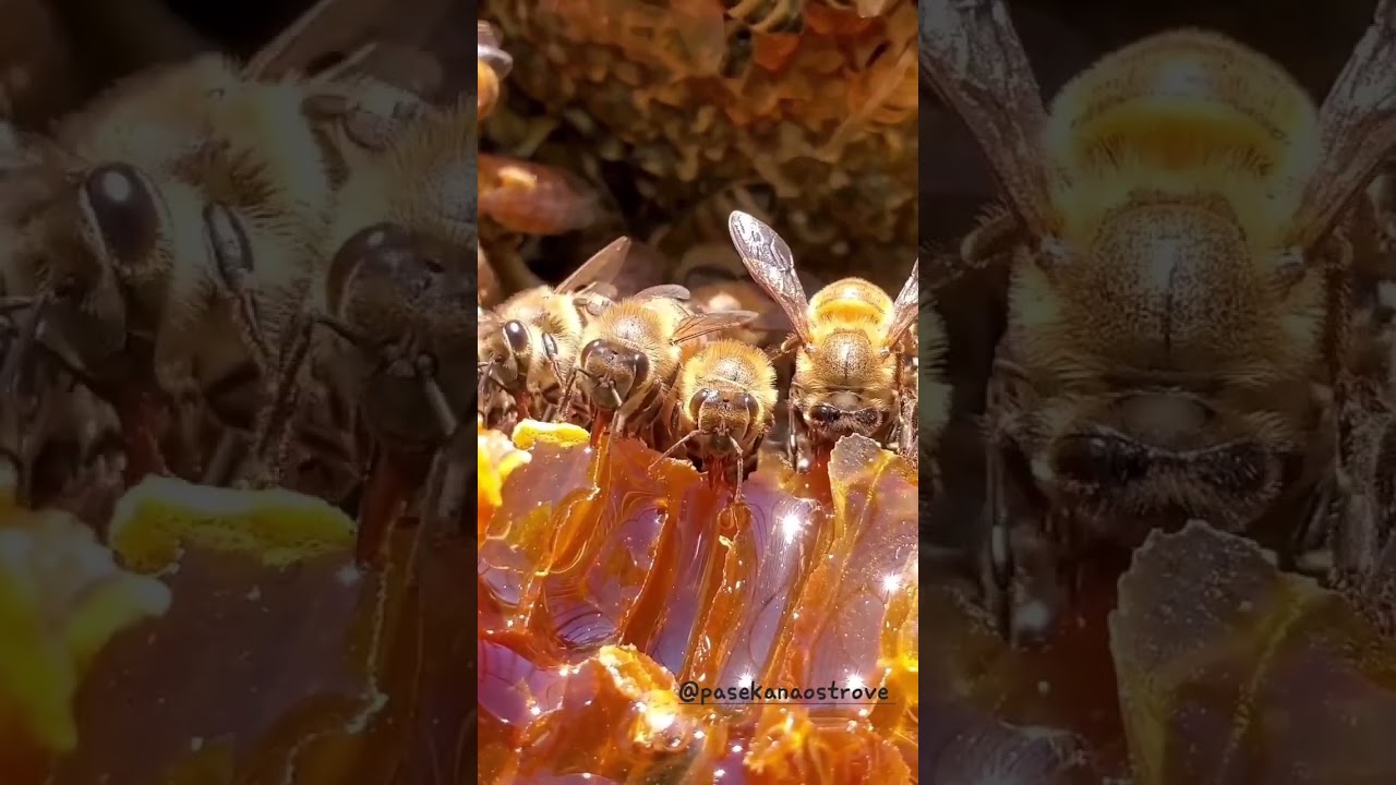 Как пчелы делают мед🍯