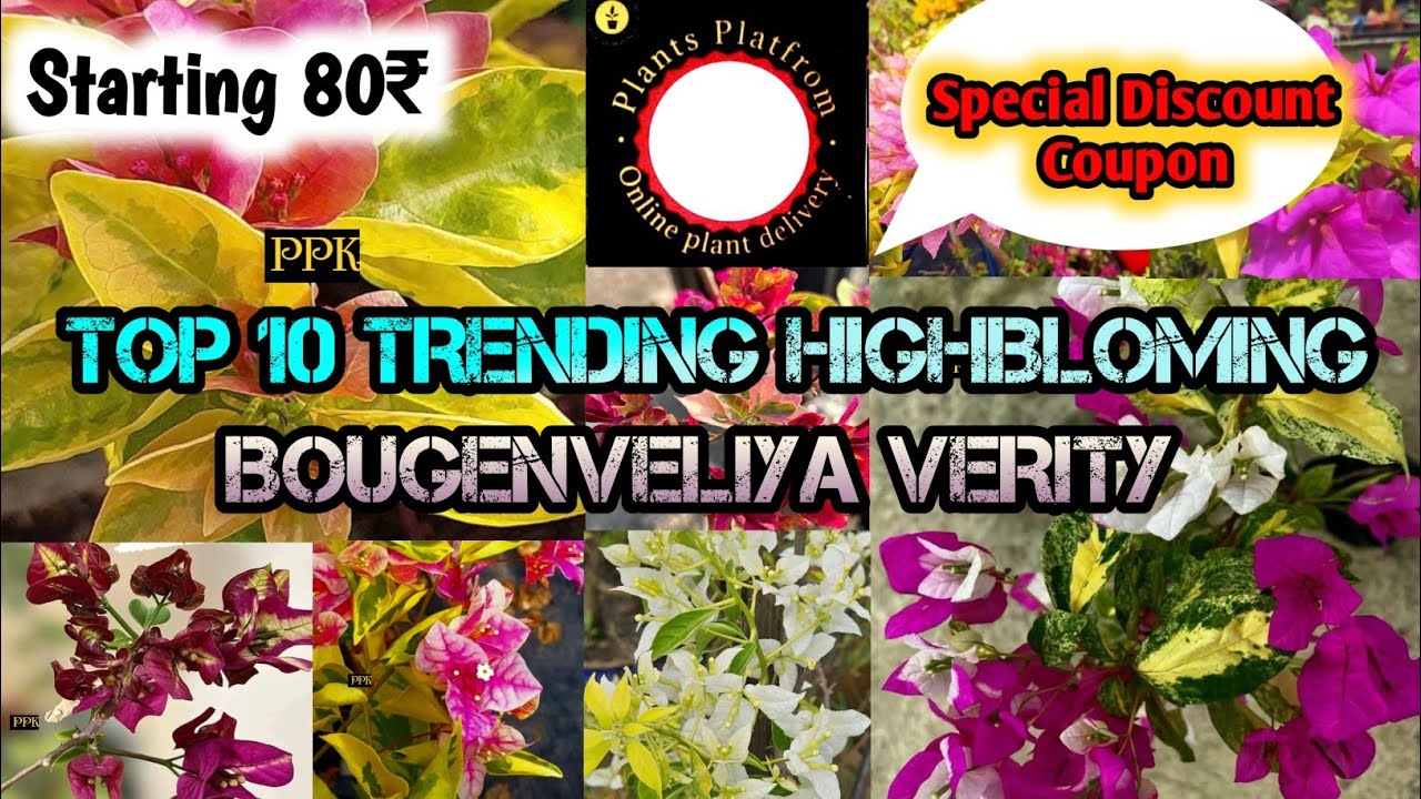 COLLECT 5 TOKEN AND GET FREE 4 PLANTS  AND SHOWING HIGHBLOMING TRENDING BOUGENVELIYA VERITY 2025🥳🔥