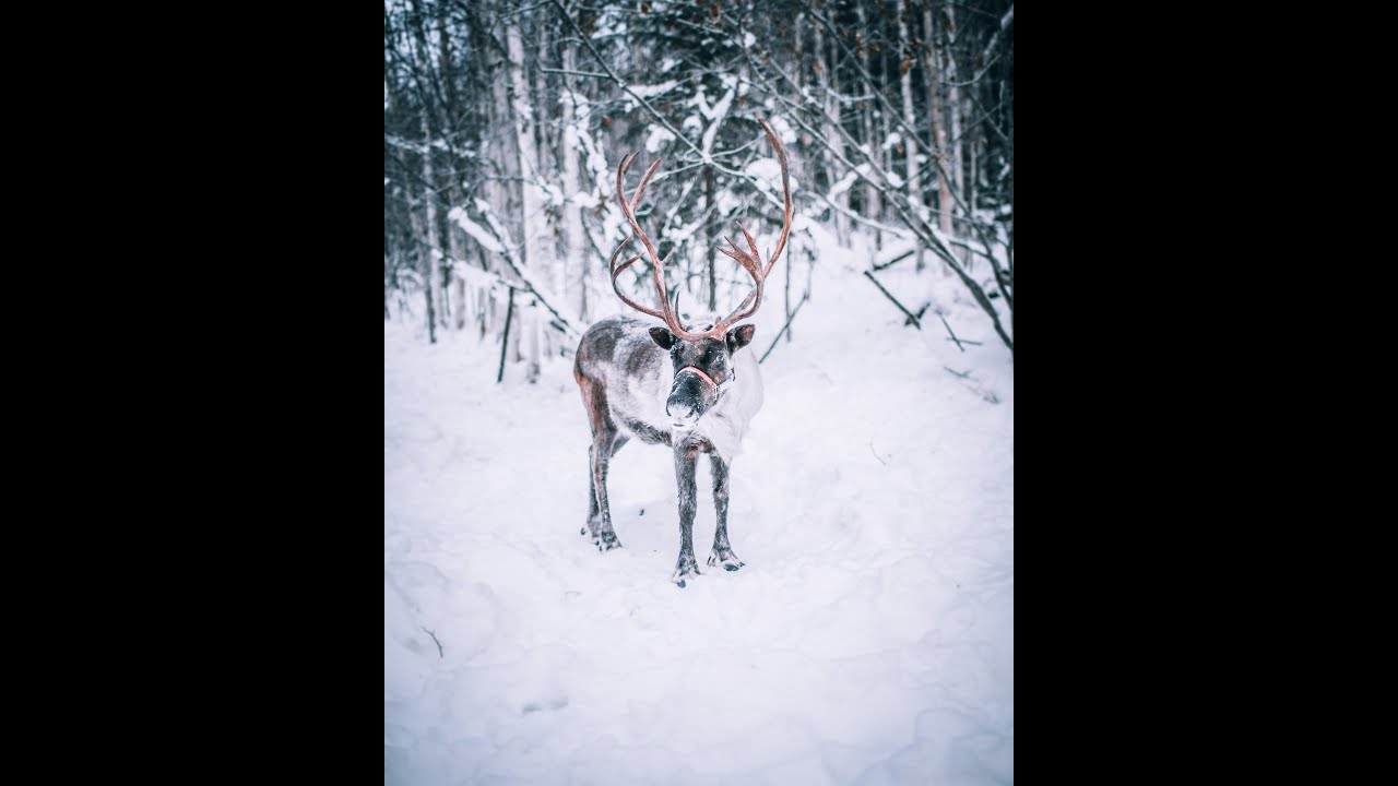 Alaskan Beauty