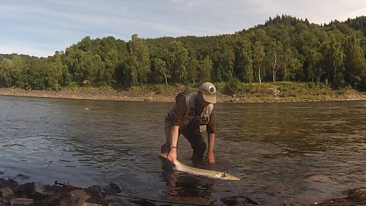 Gaula:Molin-2015