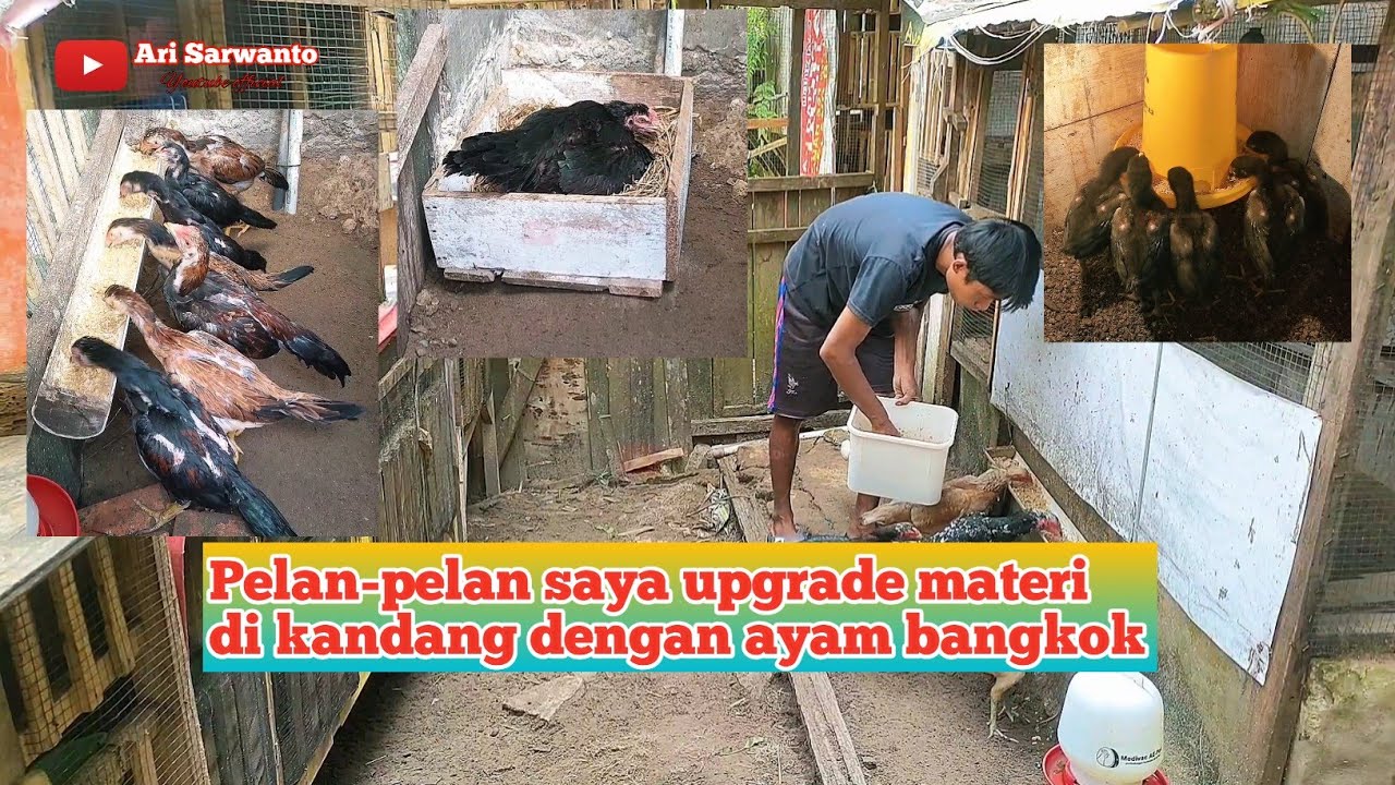 Dari Ayam Kampung ke Ayam Bangkok! Perjalanan Beternak Saya Dimulai dari Nol