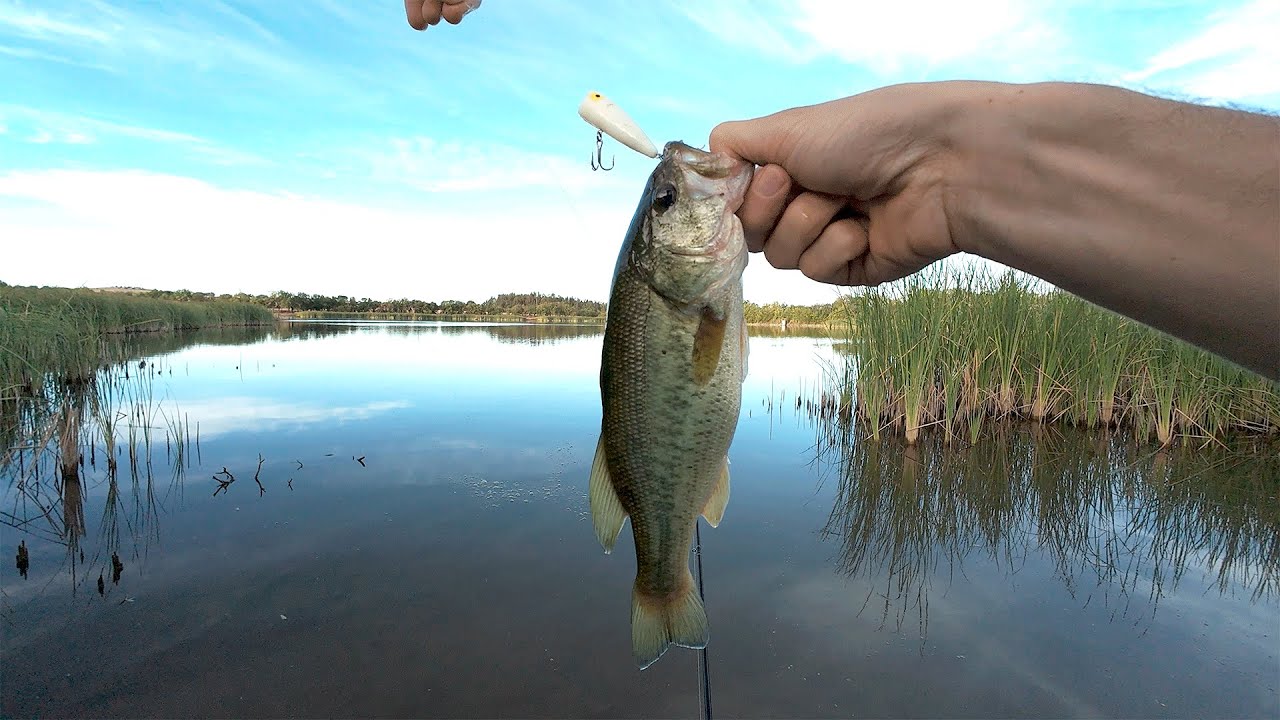 PESCA NA SUPERFÍCIE AOS BLACK BASS