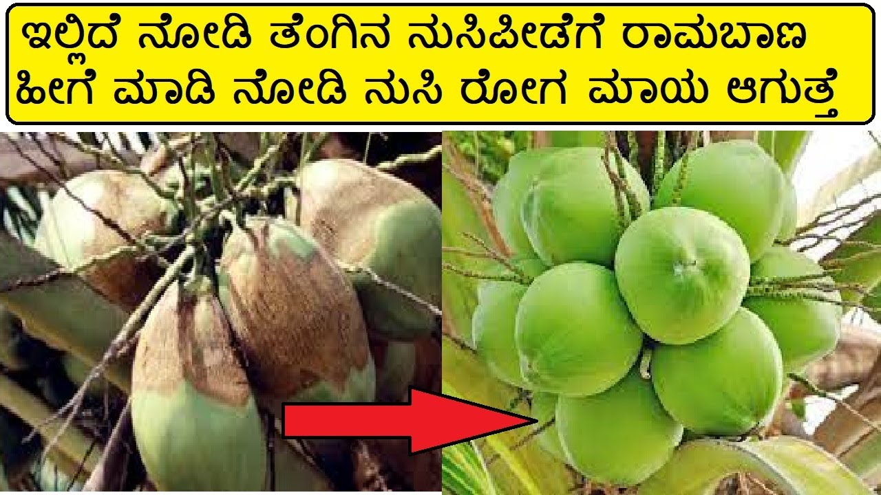 ತೆಂಗಿನಲ್ಲಿ ನುಸಿ ಪೀಡೆ ರೋಗ ತಡೆಗಟ್ಟುವ ವಿದಾನ Nusi Peede Roga । Mite in Coconut