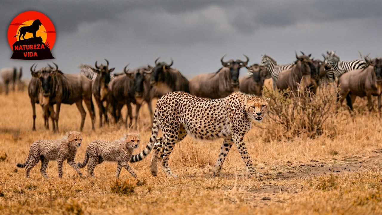 SAVANA SELVAGEM | As Batalhas dos Predadores Mais &Aacute;geis #animaisselvagens | Natureza Vida