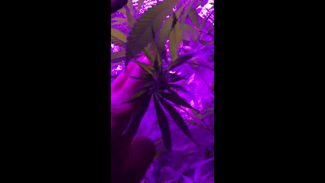 White widow led grow update 2 weeks into flower