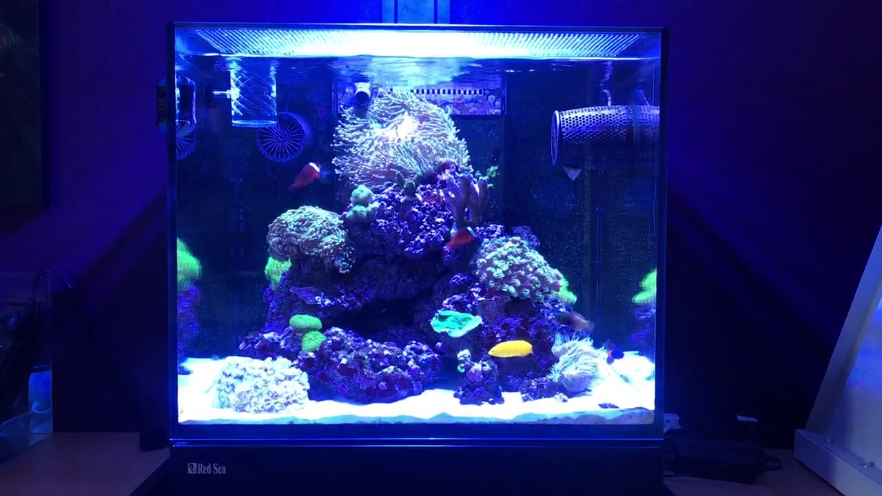 Red Sea Reefer 170 - 10 Month Overview - Part 3