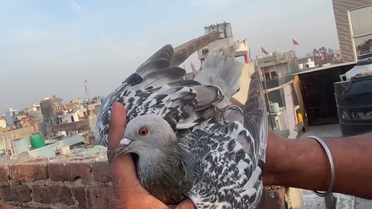 sare new kabutaar ke par khol dye😍#shamu_pigeon_loft #kabutar #kabutar 