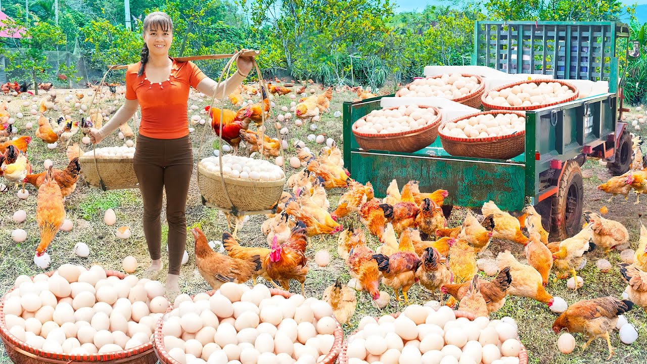 Use 3 wheeled Truck Harvesting A Lot Of Chicken Eg Goes To The Market Sell  - Farm Life