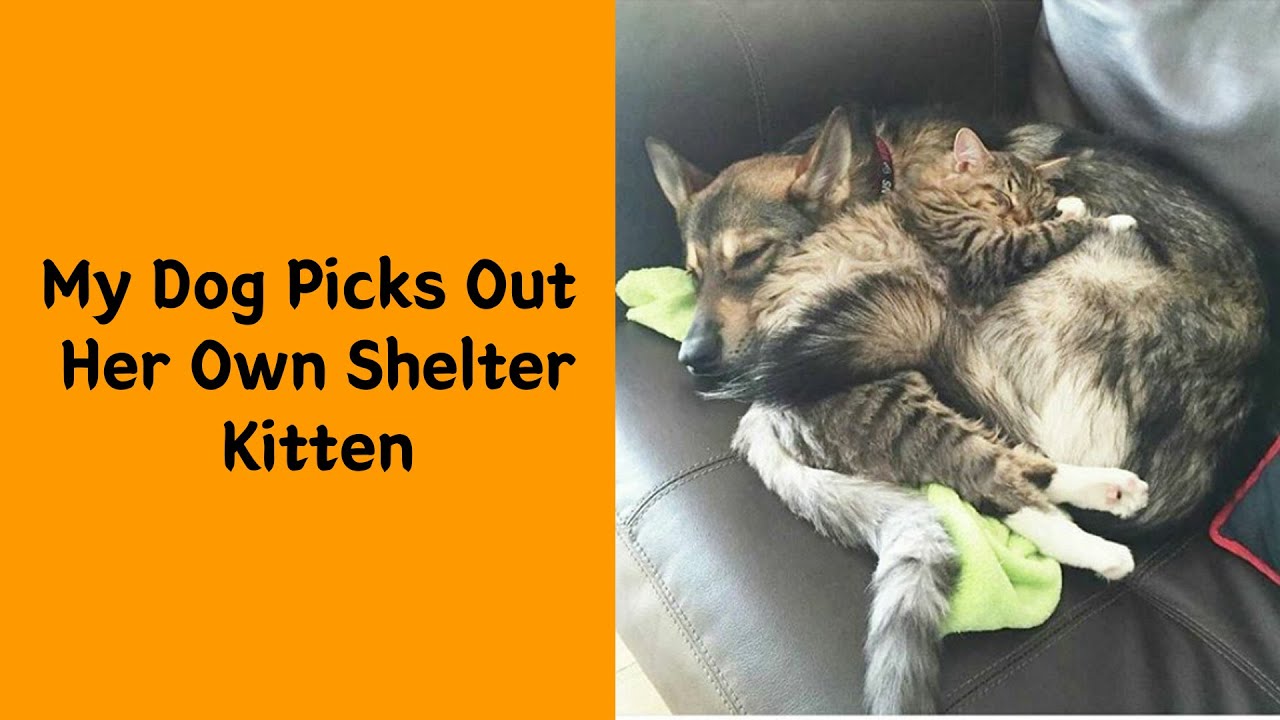 Feeling Down? These Happy Animal Memes Are Pure Joy☀️🐾