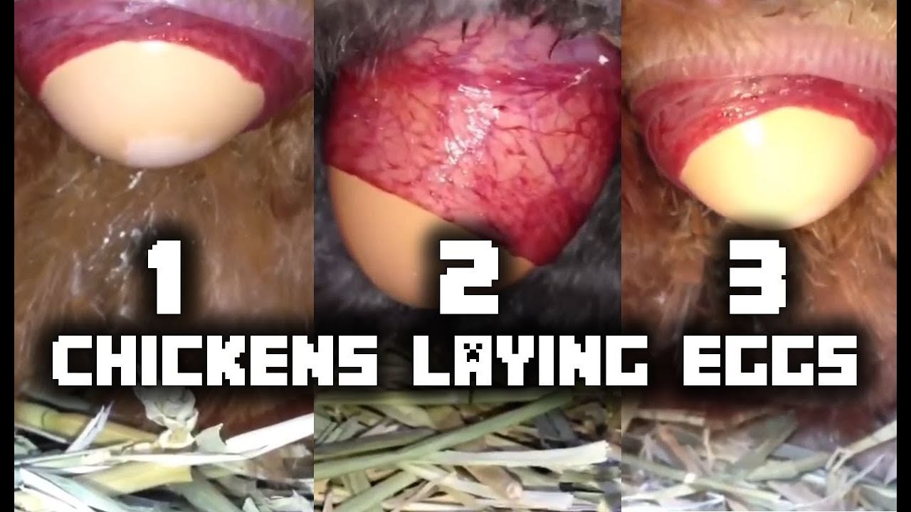 Chickens Laying Eggs! (Close Up 4!)