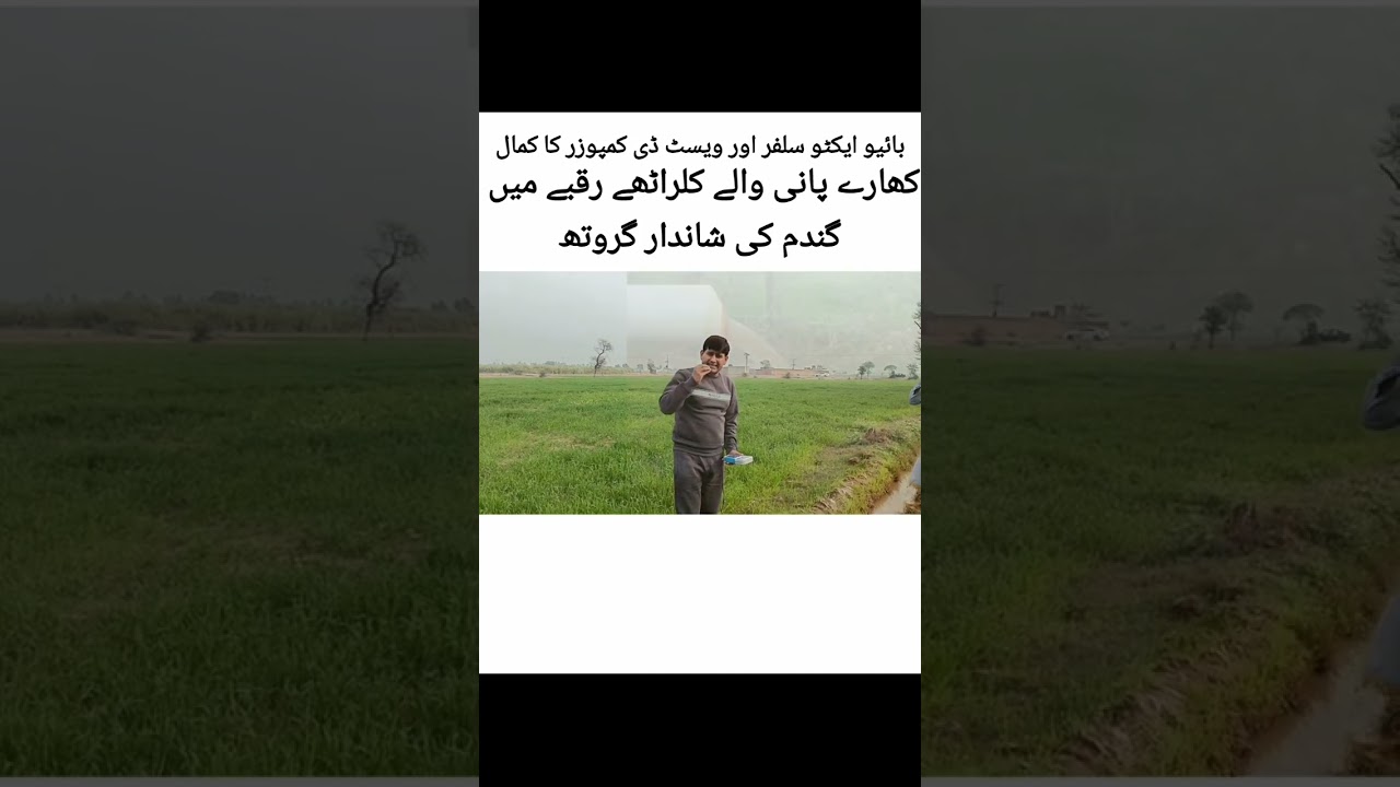 بائیو ایکٹو سلفر اور ویسٹ ڈی کمپوزر کا کمال کھارے پانی والے کلراٹھے رقبے میں گندم کی شاندار گروتھ