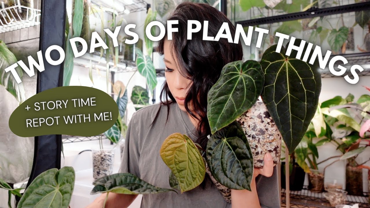 Garden centre visit, prepping my plants for vacation, and story time repot!
