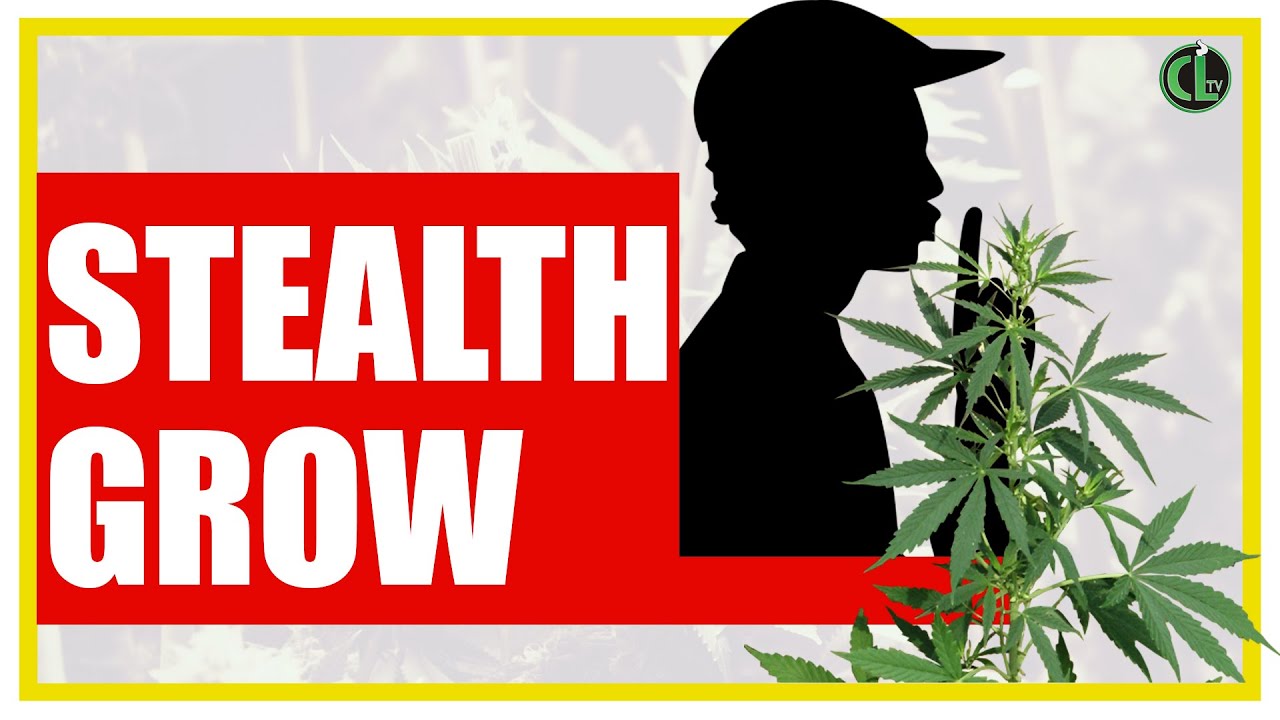 Use These 4 Tips to Keep a Grow 100% STEALTH