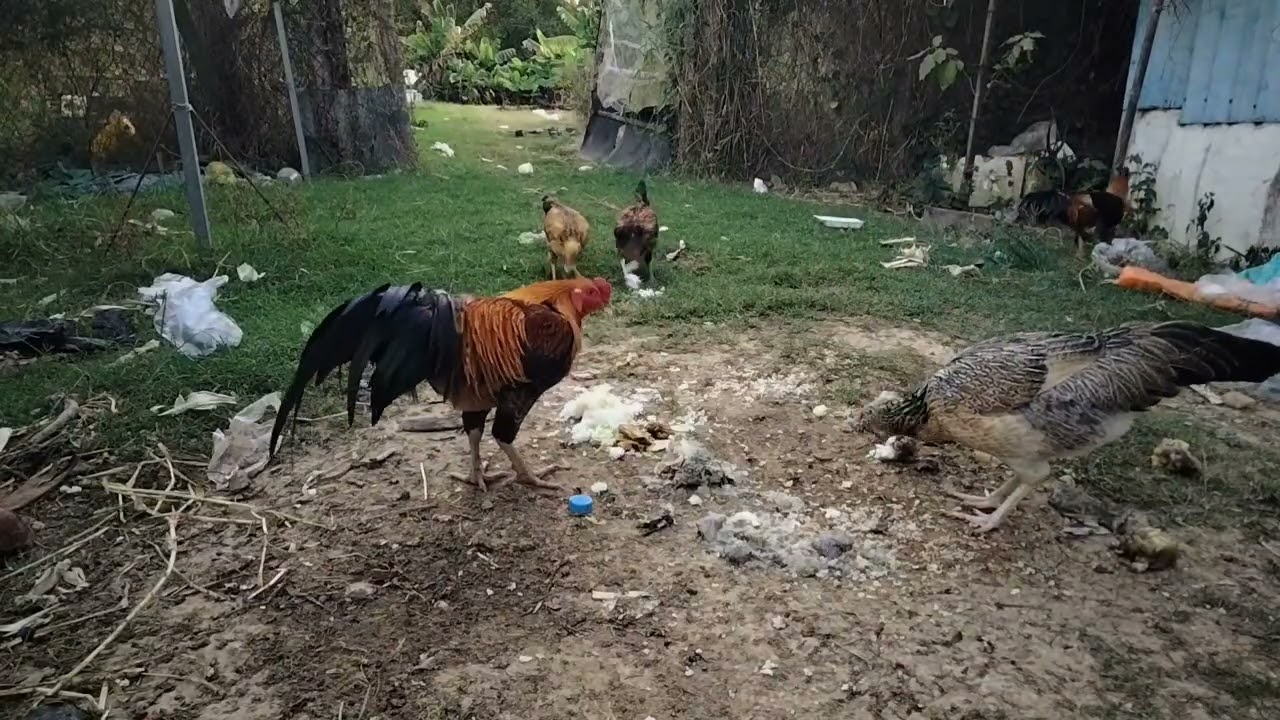 Today there are many rice dishes for chickens to eat