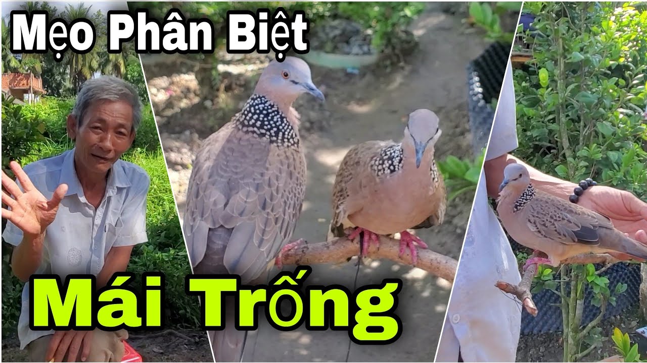 Chú Út Diềm Chia Sẻ Mẹo Phân Biệt Mái Trống Và Cách Chọn Bổi Đi Gác