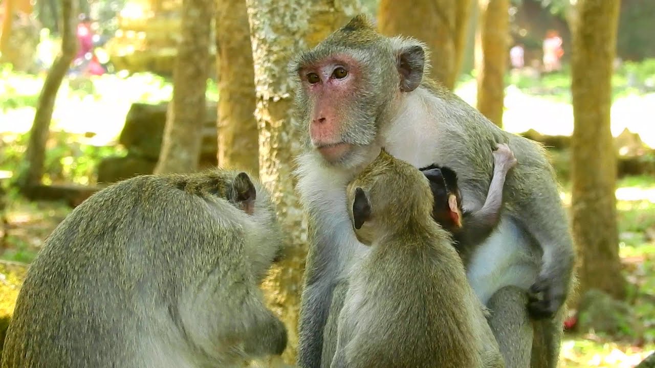 Don't hate me! Monkey Jane very angry with Janet