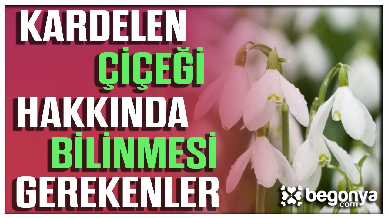 Kardelen Çiçeği Özellikleri ve Bakımı