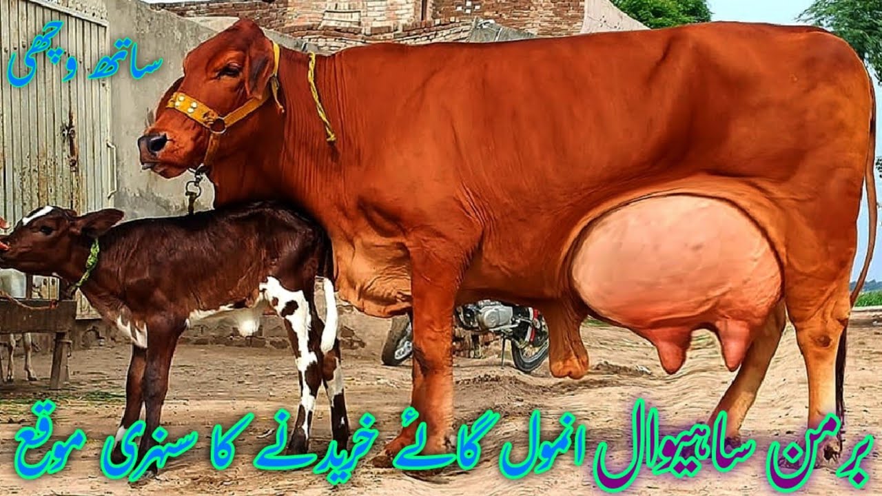 28 kg milk Brahman Sahiwal cross cow (03005104051) YouTube. 9-8-2024