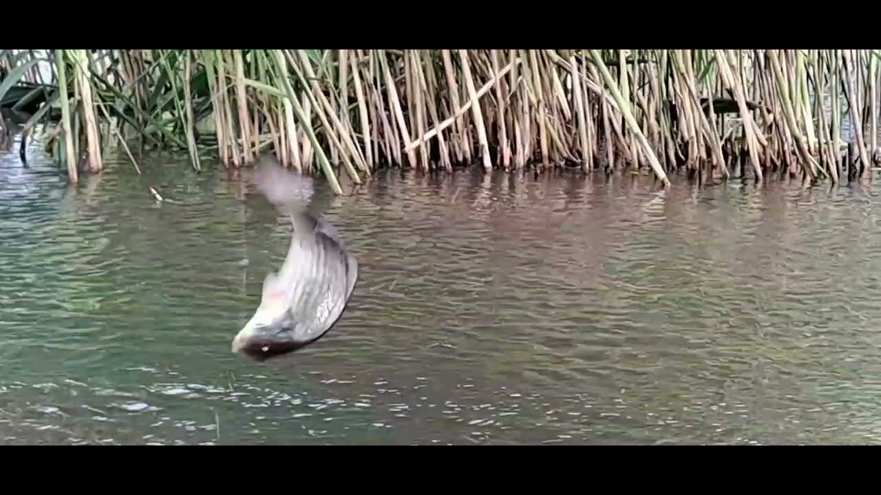 O balta super frumoasa.Balta Schela-Galati.Relaxare la pescuit