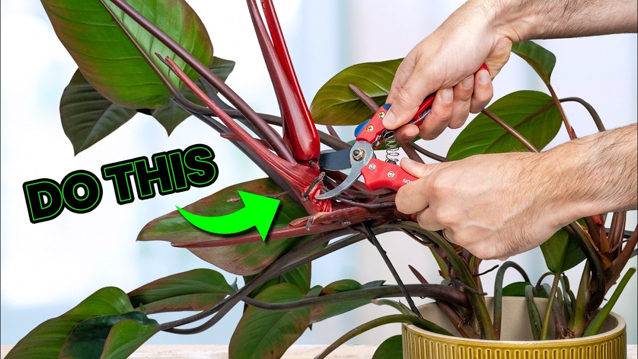 13 Plant Tasks You MUST Do In October