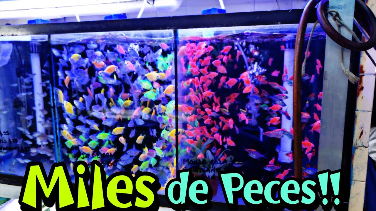 Los Mejores Locales del Mercado de Peces Morelos 🇲🇽 !!! AQUA RC