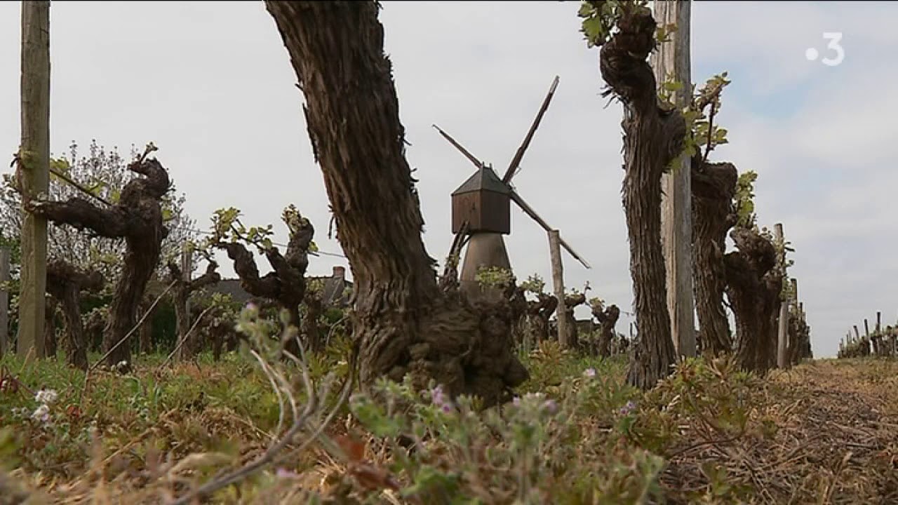 L'histoire du Layon, entre vigne et rivière