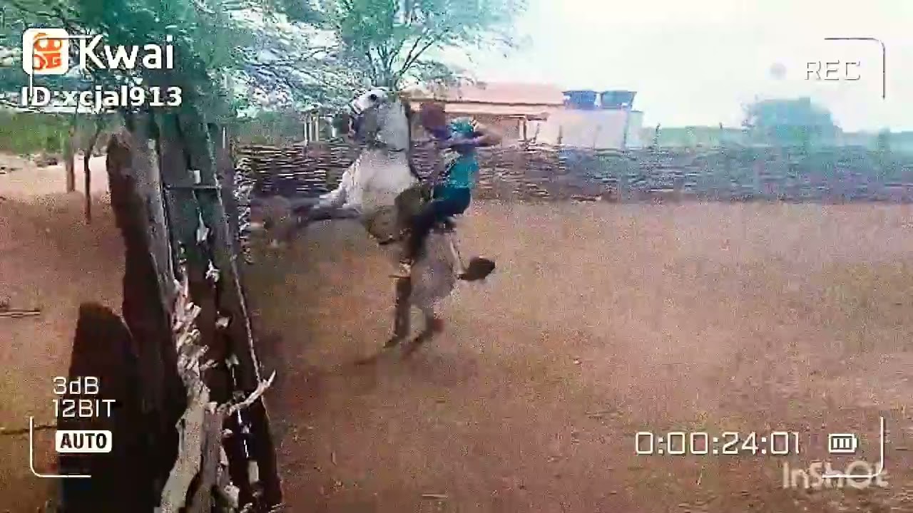 amansando cavalo bravo