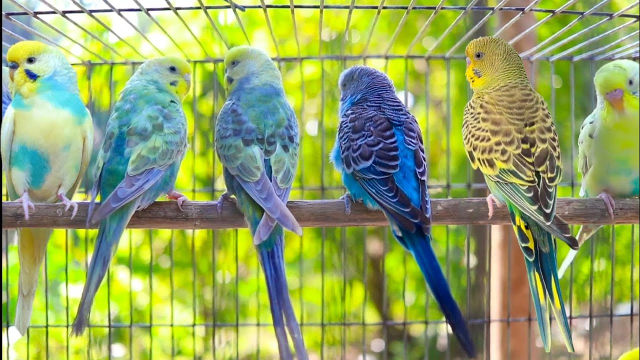 Cute Pet Budgies Chirping, 7 Hr Nature Parakeets Bird Sound to Reduce Stress