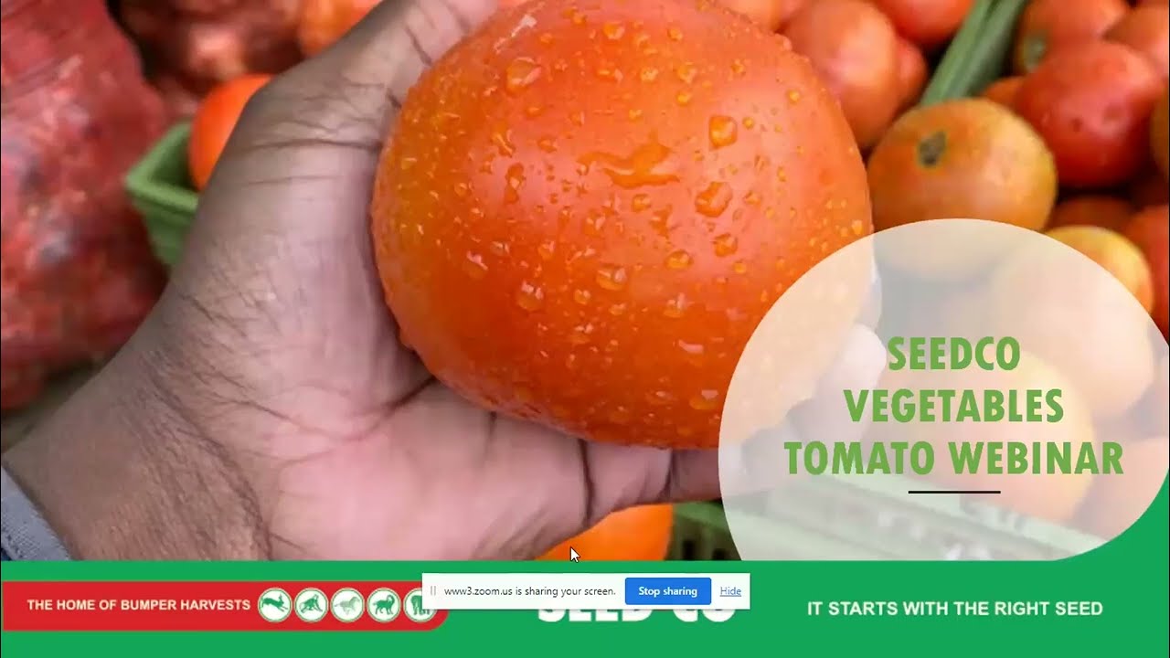 Ключи к успеху в производстве томатов