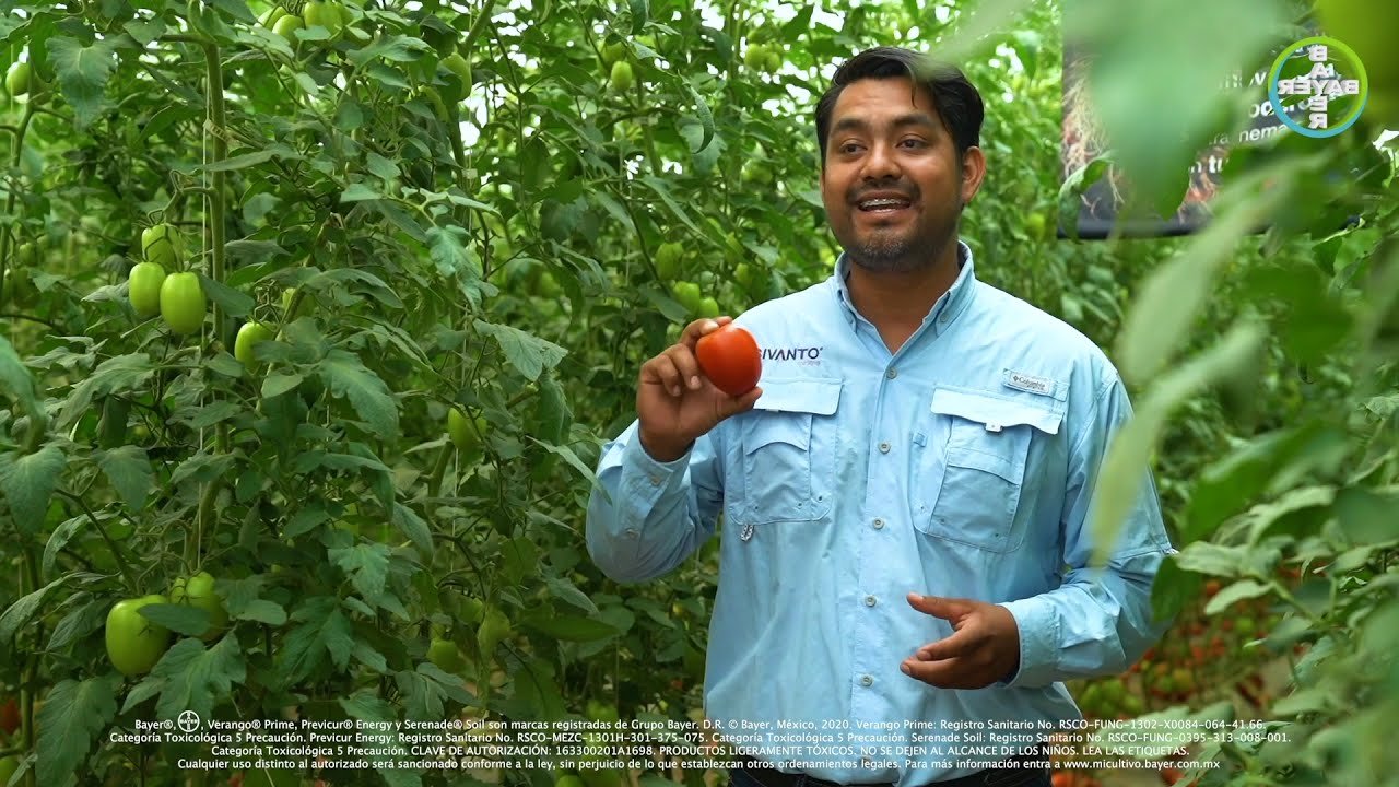 Descubre Verango® Prime, PreVicur® Energy y Serenade® Soil, de Bayer® Contigo