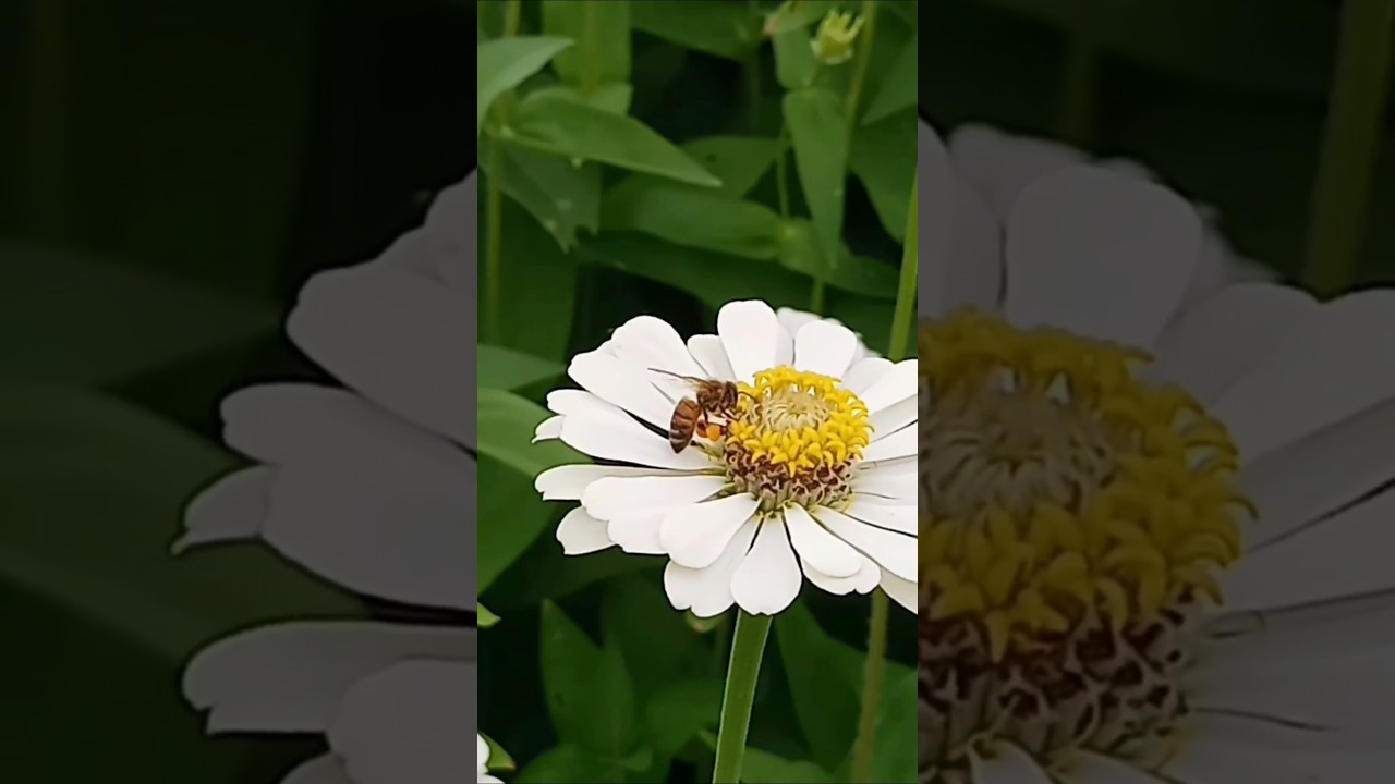 蜜蜂 後足自帶🏺花粉籃 🐝Honeybee with pollen-basket on her hind leg.