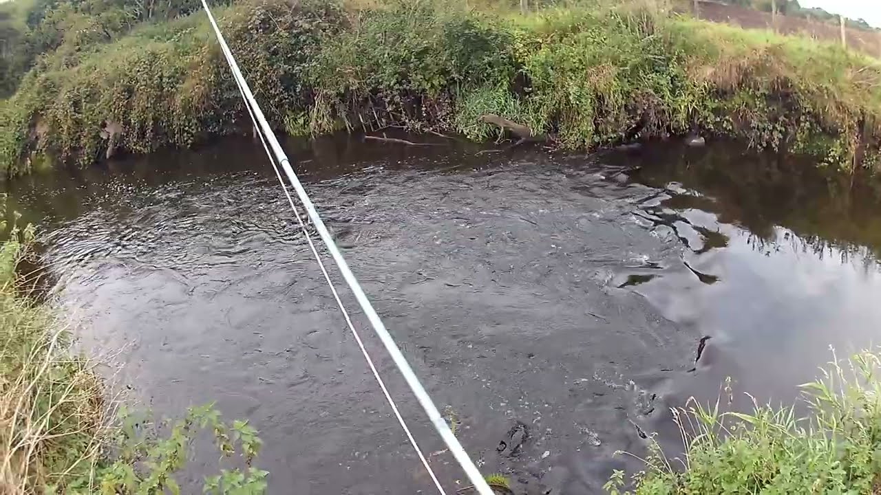 Dollaghan Brown Trout, on the Montana Nymph  Episode 2