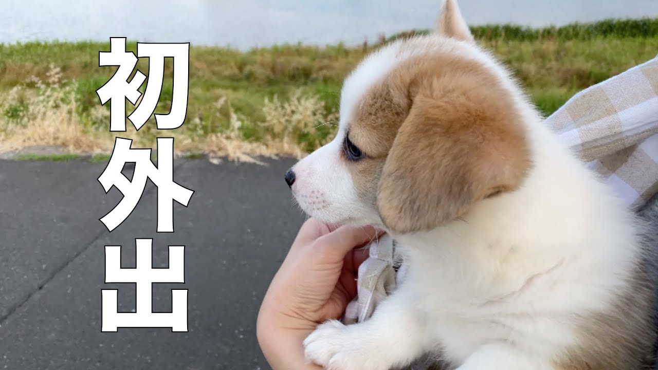 マルちゃんの初外出