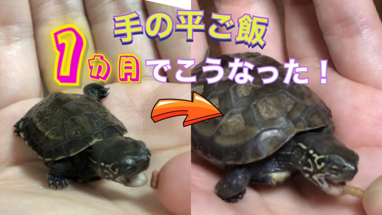 【子亀飼育初心者】ゼニガメ「ポケ」の飼育奮闘日記『手の平ご飯・1カ月でこうなった！』 #亀に手から餌やり#亀の餌やり#亀の餌付けゼニガメ#クサガメの子供