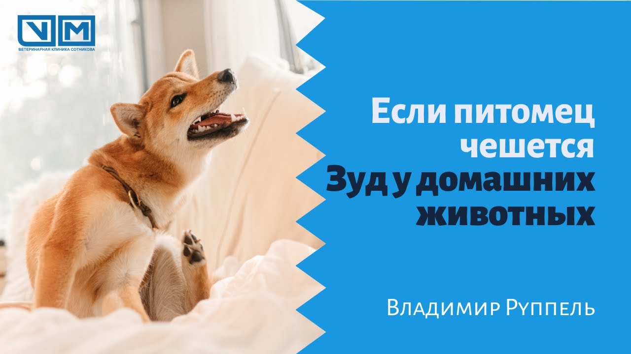 Если питомец чешется. Зуд у домашних животных