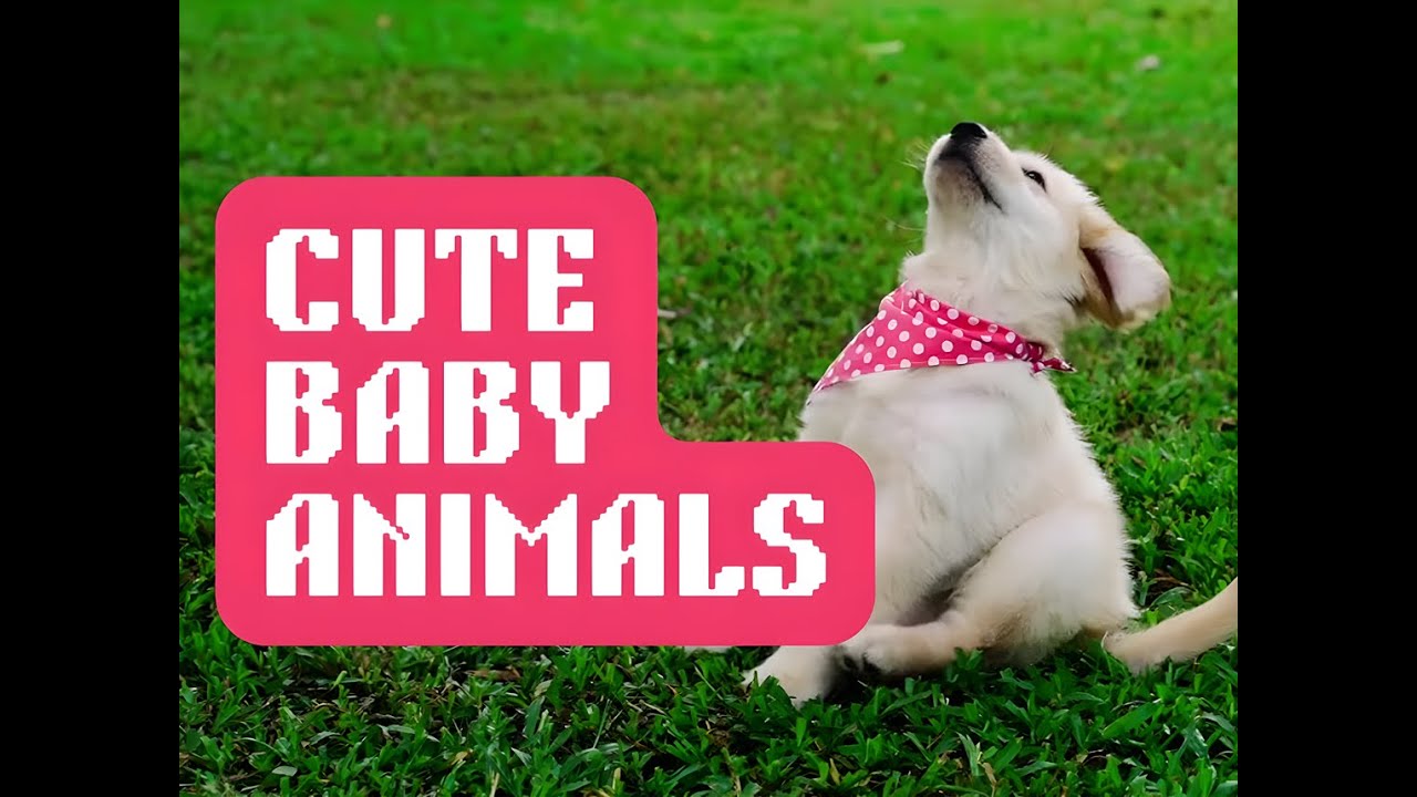 Cute Baby animals | Adorable Baby Animals Relaxing with Soothing Music | Stress Relief & Happiness