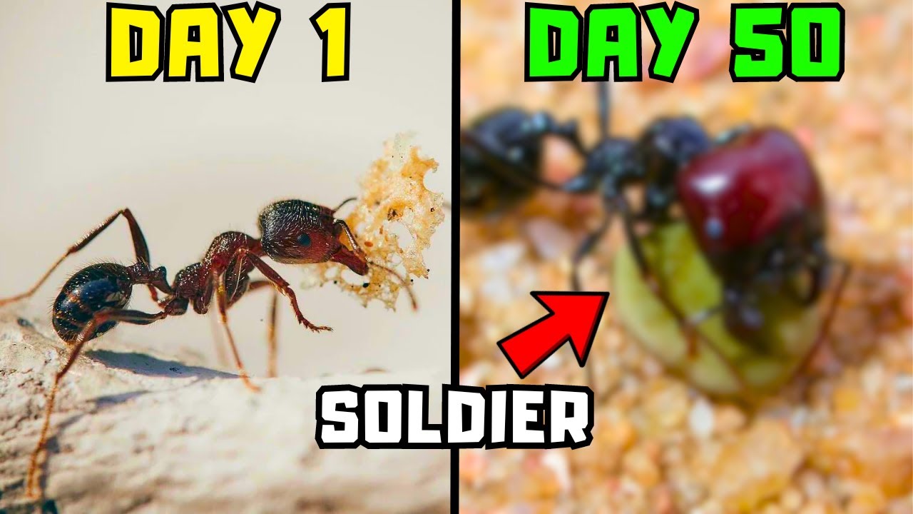 I gave my ant colony proteins, they raised SUPER ants