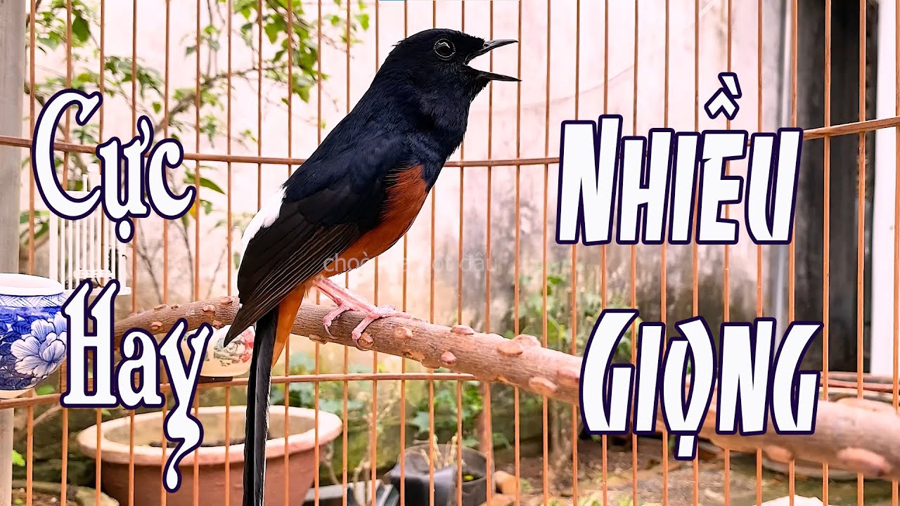 🔥 LUYỆN Chòe lửa HÓT NHIỀU GIỌNG CỰC HAY kích lửa cực sung/Tiếng choè lửa hót giọng rừng 8