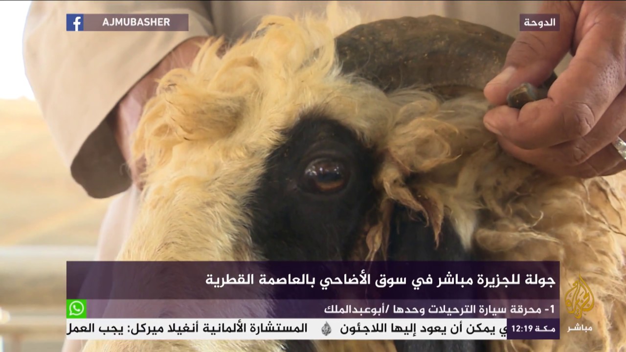 جولة للجزيرة مباشر في سوق الأضاحي القطري