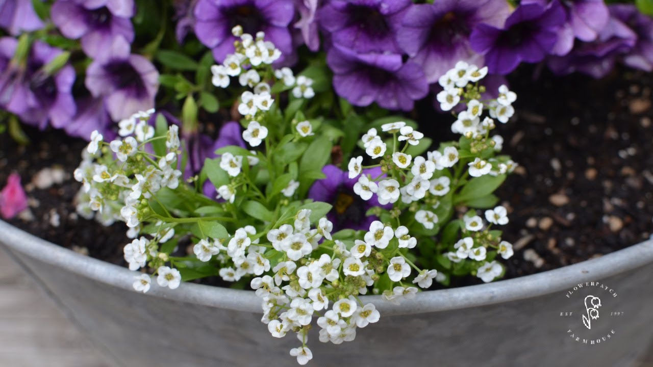 Drape Your Pots in Elegance - My Top Trailing Plants for Container Gardens!