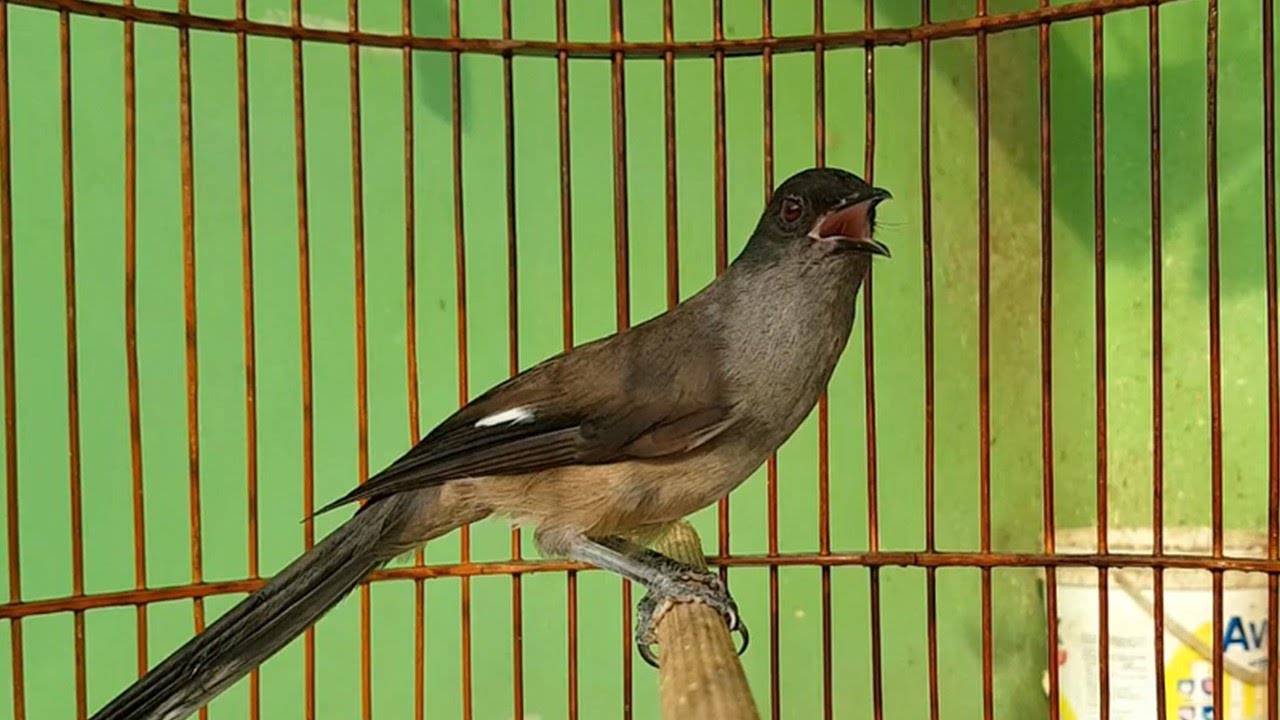 Murai Air Mancur NEMBAK RAPET NGEBERN, 90% Jitu untuk masteran Murai