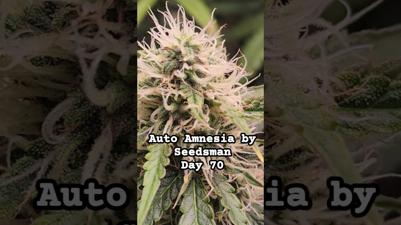 Auto Amnesia by Seedsman - Day 70