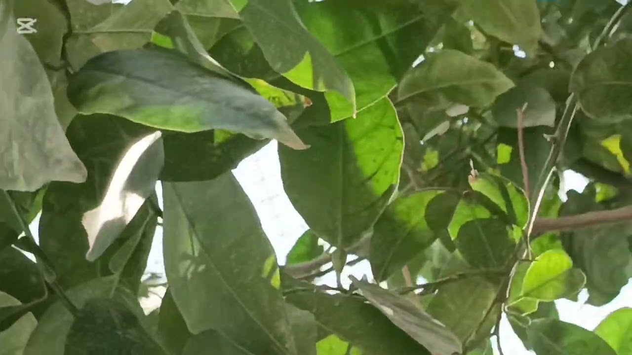 تغريد الكناري في المحميه