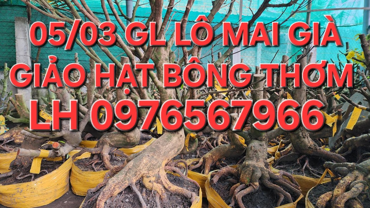 05/03 MINH NHÍ 0976567966 GL LÔ MAI GIÀ GIẢO HẠT THỦ ĐỨC BÔNG THƠM