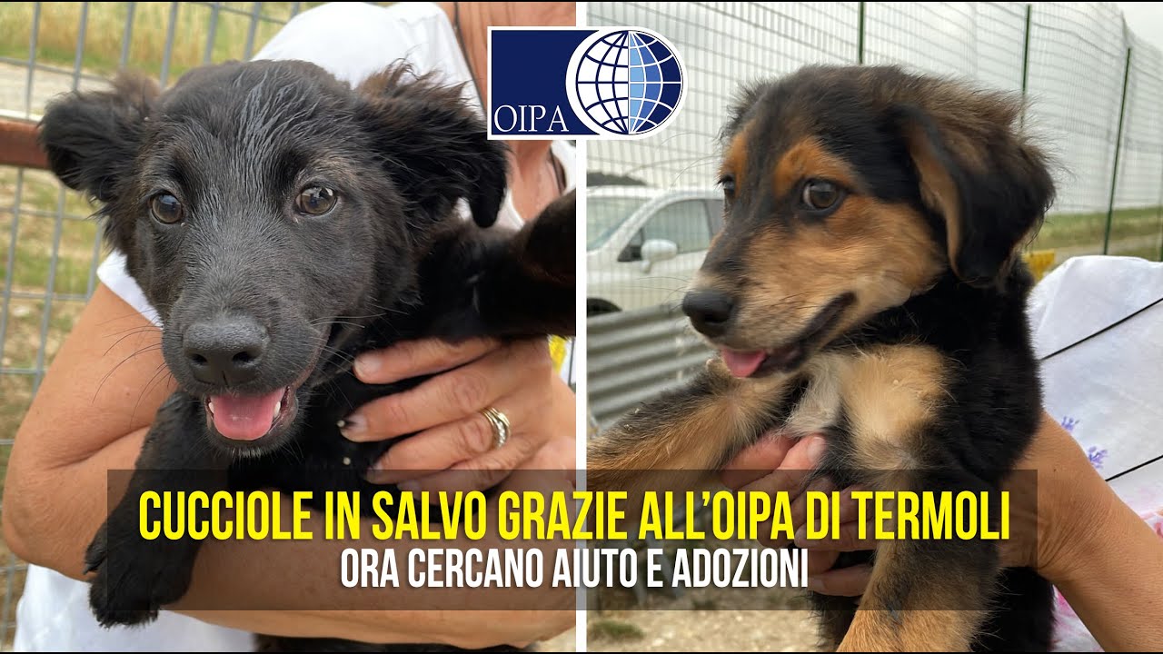 Due cucciole in salvo grazie all'OIPA Termoli. Ora cercano adozione!