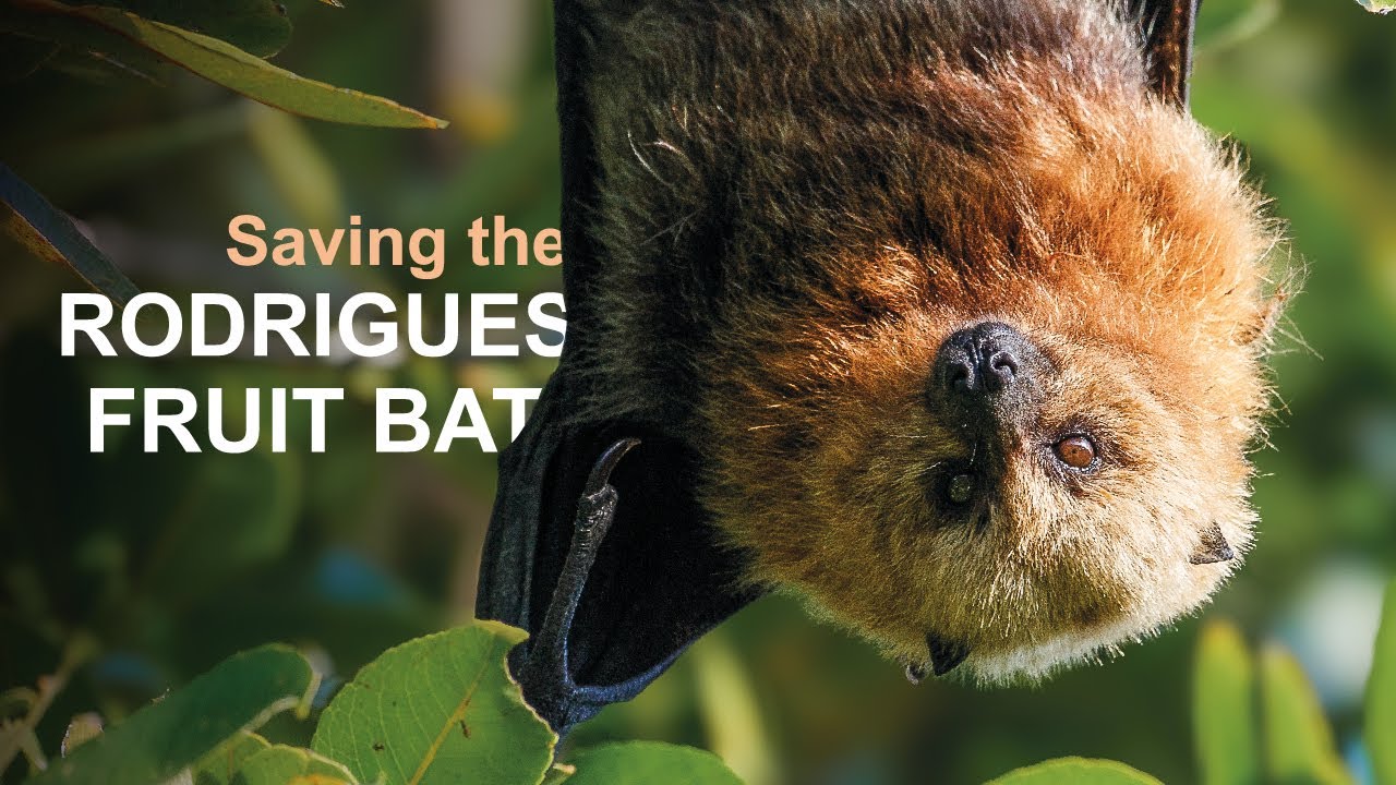 Saving the Rodrigues fruit bat | Chester Zoo | Bat conservation