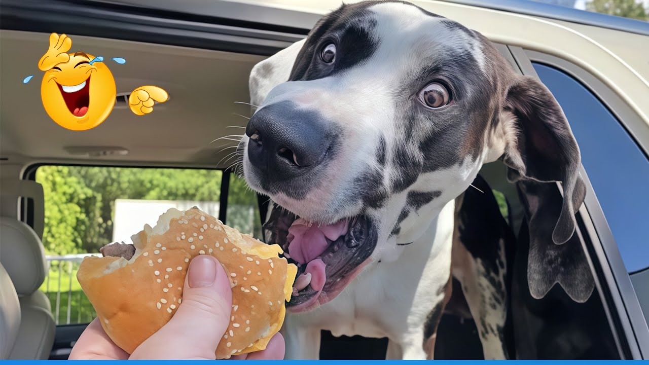 Smarty Funny Animals Video Compilation 😹🐶 The Funniest Cat & Dog Moments Compilation😹